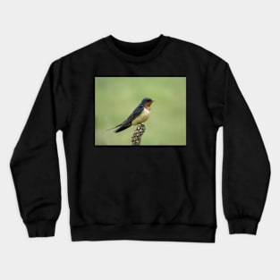 Barn swallow (Hirundo rustica) in Colorado Crewneck Sweatshirt